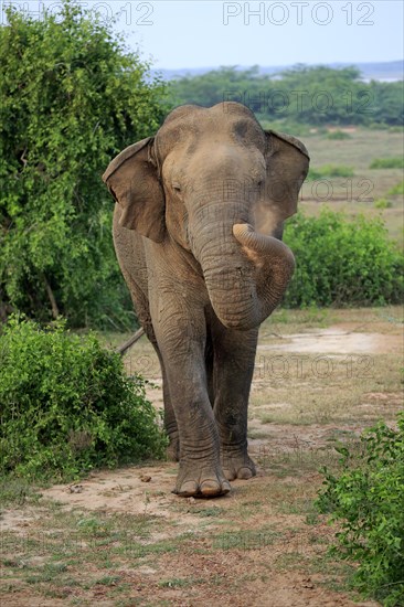 Sri lankan elephant