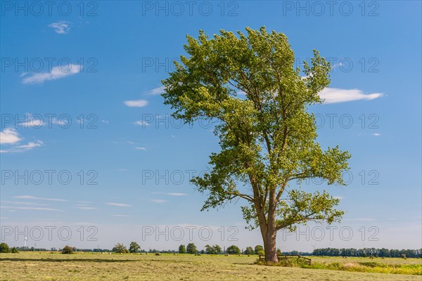 x canescens GREY POPLAR