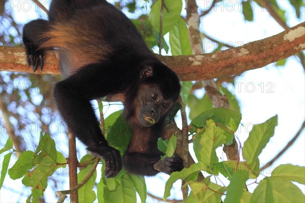 Mantled howler monkey