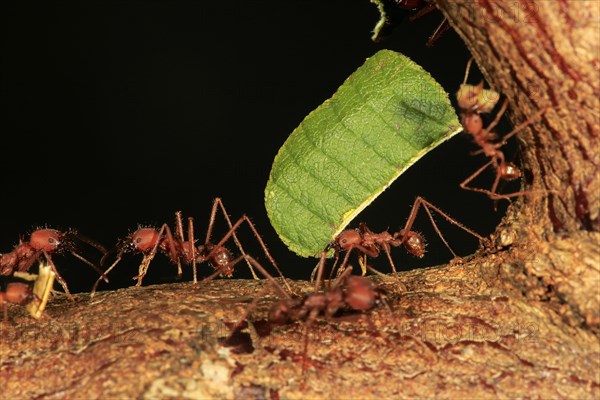 Leafcutter ant