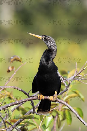 Anhinga