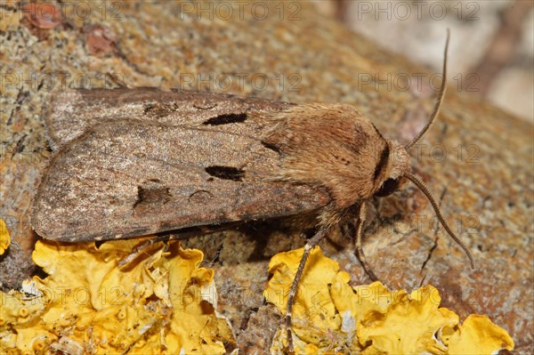 Common Grass Owl