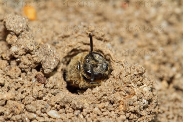 Common sand bee