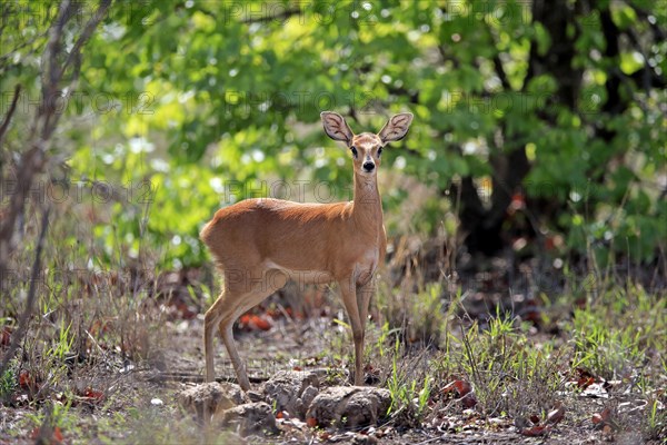 Steenbok