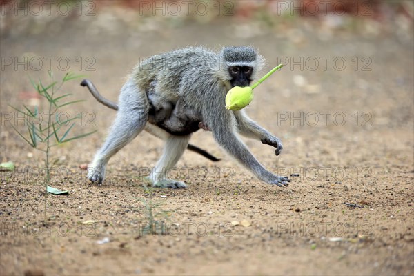 Vervet monkey