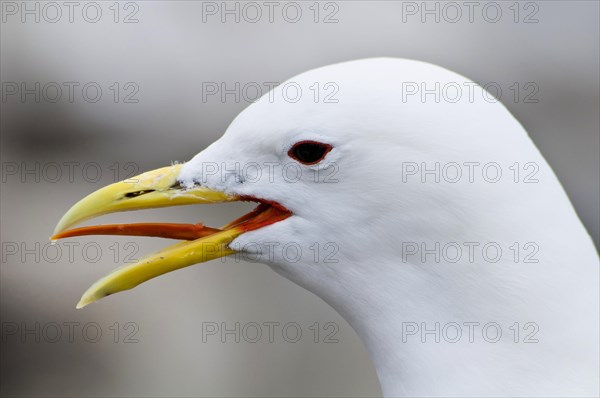 Larus tridactylus