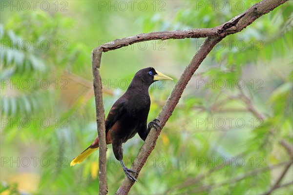 Crested oropendola