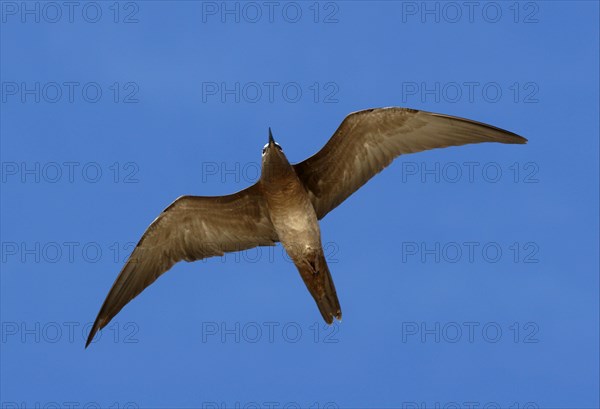 Brown brown noddy