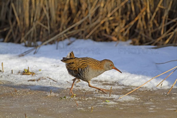 Water Rail