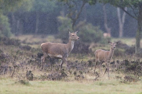 Red Deer