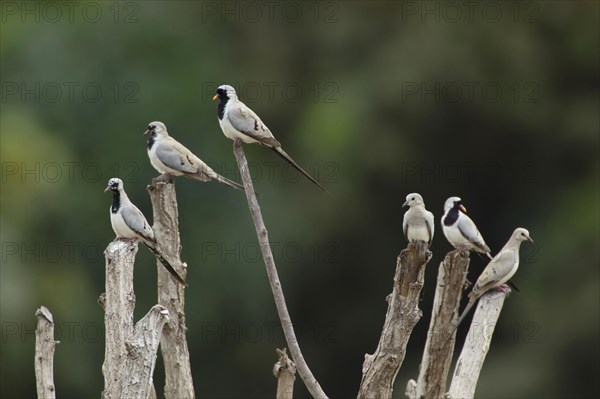 Namaqua dove