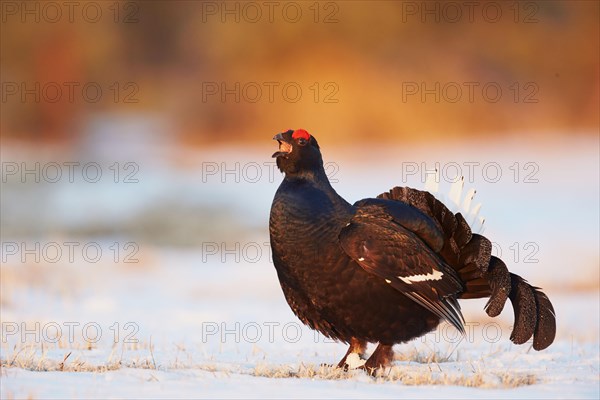 Black Grouse