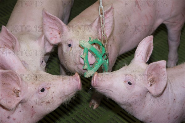 Pig farming