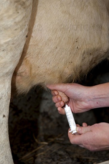 Cattle farming