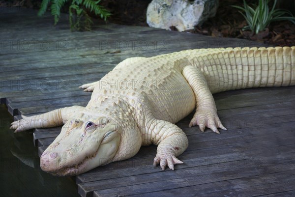 American american alligator