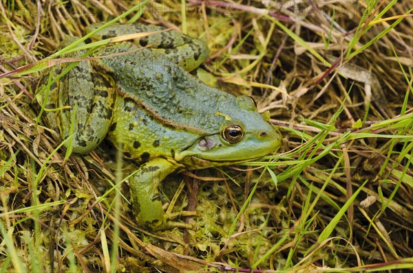 Marsh frog