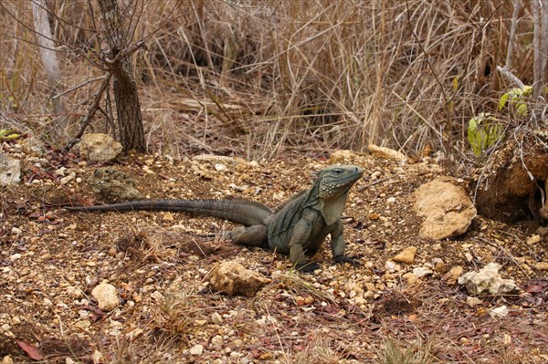 Blue iguana