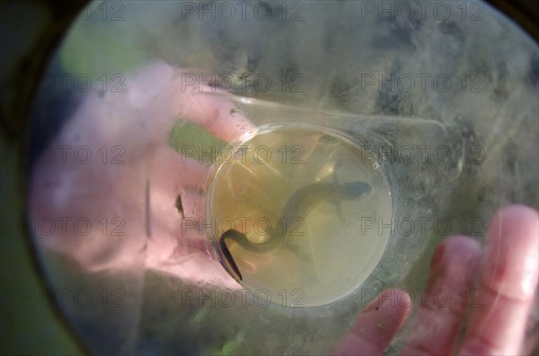 Northern crested newt