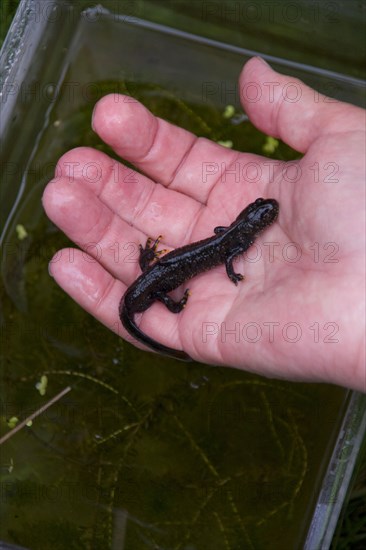 Great crested newt