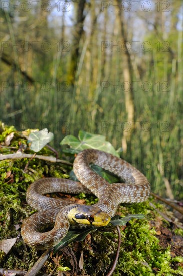 Aesculapian snake