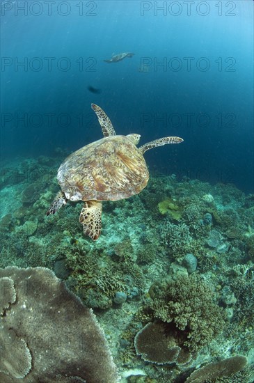 Green Turtle