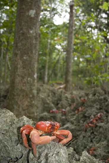 Christmas island red crab