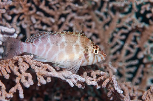 Spotted hawkfish