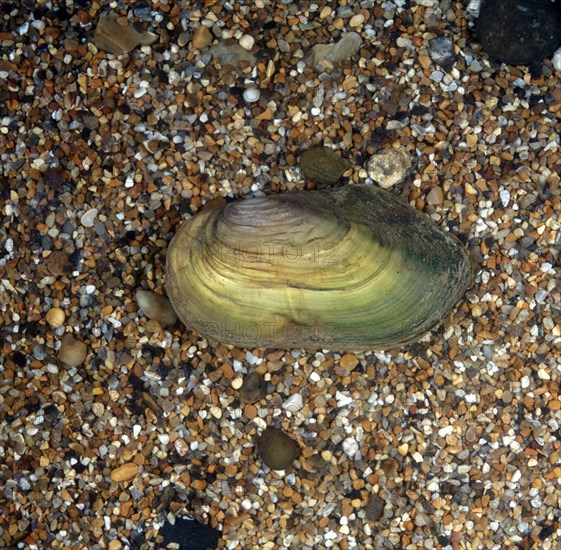 Great Pond Mussel