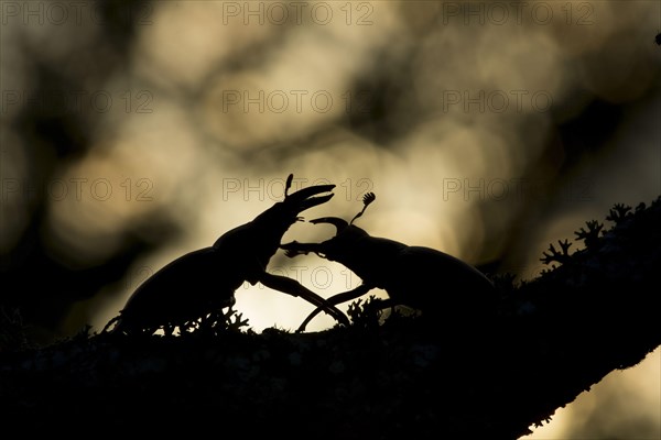 Greater Stag Beetle