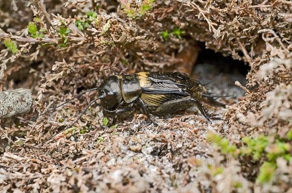 Field cricket