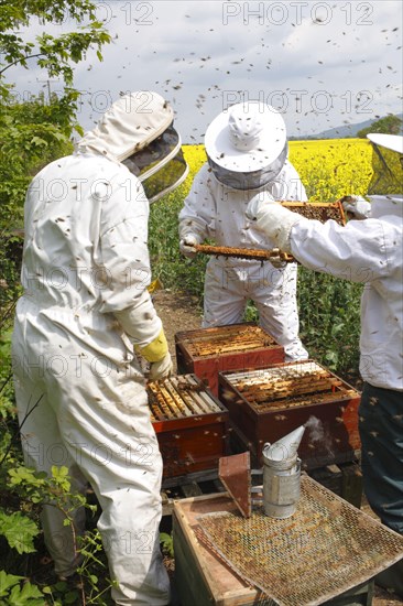 Professional beekeeping