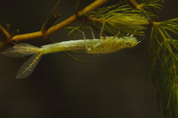 Blue-tailed damselfly