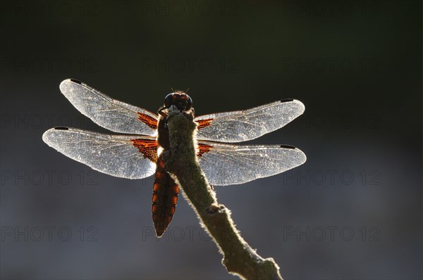 Broad-bodied Chaser