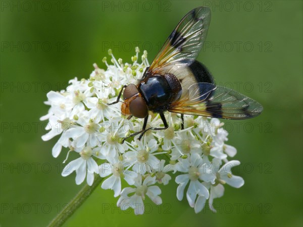 Pellucid Hoverfly