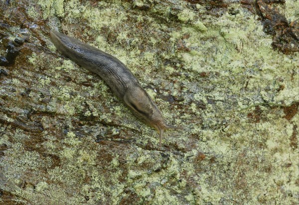 Tree Slug