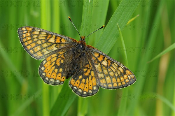 Scabiosa Fritillary