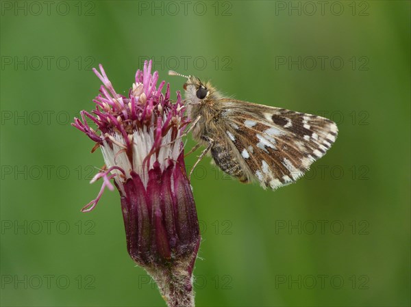 Alpine Grizzled alpine grizzled skipper