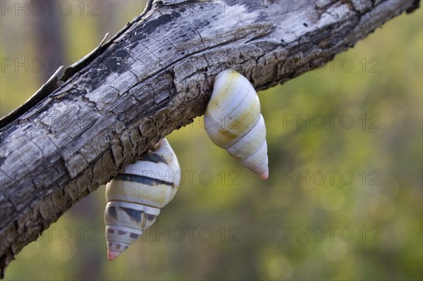 Florida tree snail