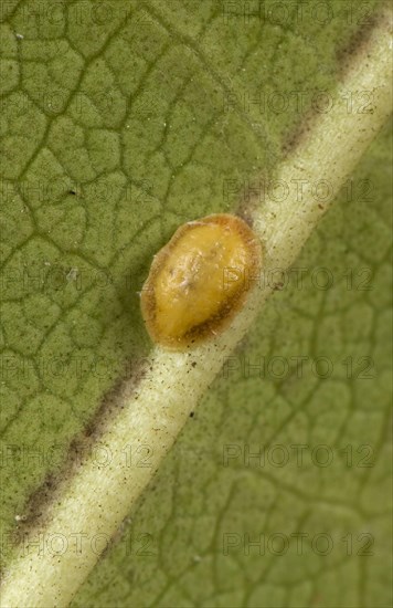 Cushion scale insect