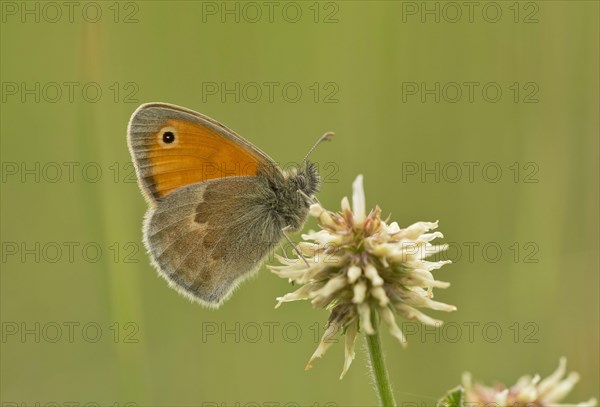 Small Heath