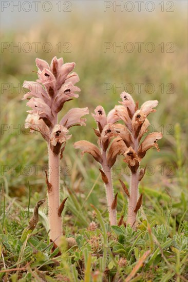 Clove-scented Broomrape