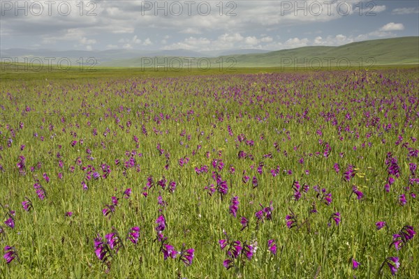 Wild gladiolus