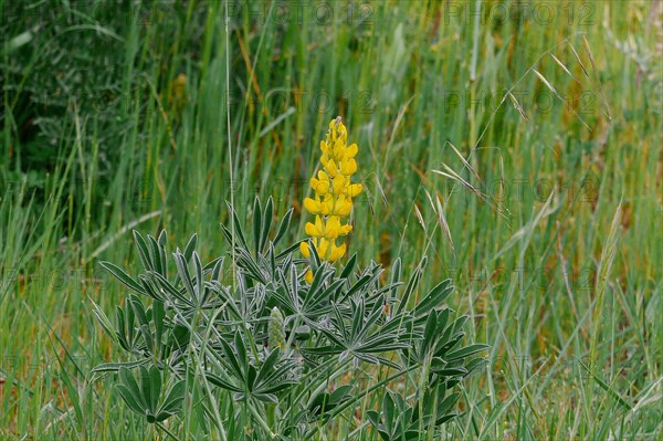 Yellow Lupin