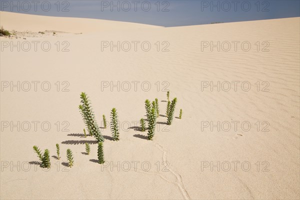 Sea Spurge