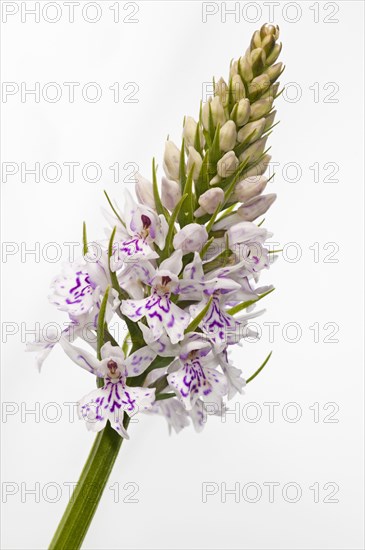 Common common spotted orchid