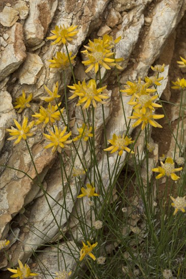 Flowering Spanish greenweed