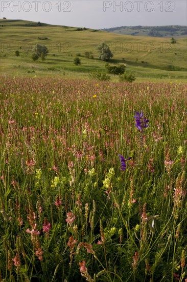 Sainfoin