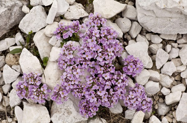 Round-leaved Penny-cress