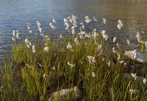 Broad leaved cotton grass