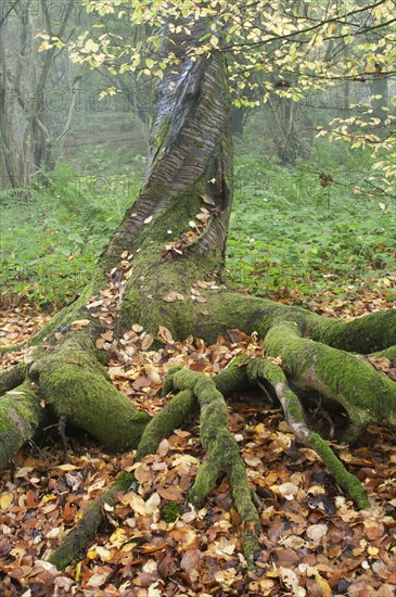 Stem and roots of wild cherry